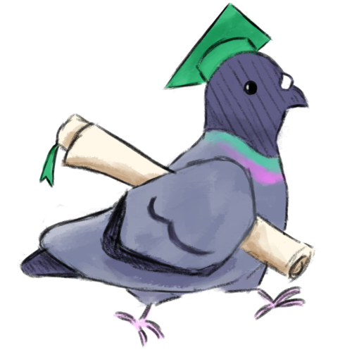 scholar pigeon